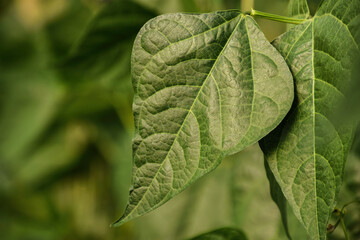 bean, plant, green, green beans, beans, leaf, agriculture, garden, flower, closeup, food, vegetable, nature, fresh, organic, growth, growing, farming, seed, farm, crop, leaves, gardening, grow, branch