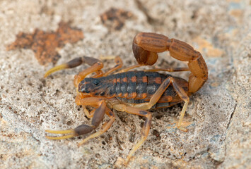 A beautiful highveld lesser-thicktail scorpion (Uroplectes triangulifer) in the wild, in Gauteng Province, South Africa