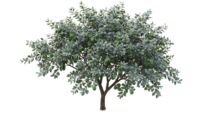Feijoa Tree Isolated with Abundant Green Fruit and Gray-Green Leaves
