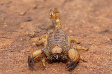 A beautiful shiny burrowing scorpion (Opistophthalmus glabrifrons) in the wild, in Gauteng Province, South Africa