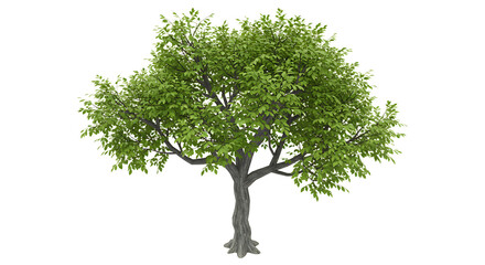Obraz premium Isolated Tree with Green Leaves for Design and Architectural Rendering