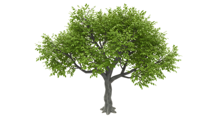 Isolated Tree with Green Leaves for Design and Architectural Rendering