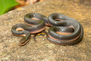 A beautiful common brown water snake (Lycodonomorphus rufulus) at the edge of a small stream in the wild in KwaZulu-Natal, South Africa