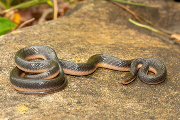 A beautiful common brown water snake (Lycodonomorphus rufulus) at the edge of a small stream in the wild in KwaZulu-Natal, South Africa