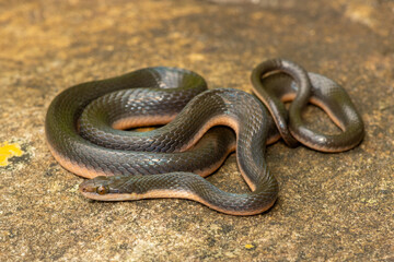 A beautiful common brown water snake (Lycodonomorphus rufulus) at the edge of a small stream in the...