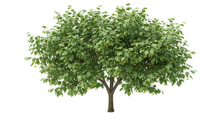 Fototapeta premium Isolated Green Leafy Tree with Yellow Flowers on White Background