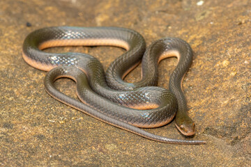 A beautiful common brown water snake (Lycodonomorphus rufulus) at the edge of a small stream in the wild in KwaZulu-Natal, South Africa