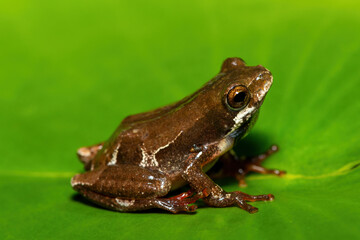A cute painted reed frog (Hyperolius marmoratus marmoratus), also known as a marbled reed frog, on a water lily on a pond