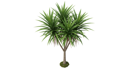 Isolated Dracaena Plant on White Background for Landscaping and Decor