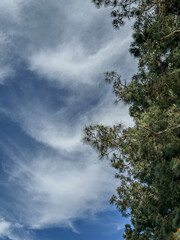 clouds in the sky with an evergreen tree