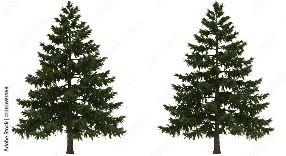 Poster isolated evergreen trees on white background for design and compositing