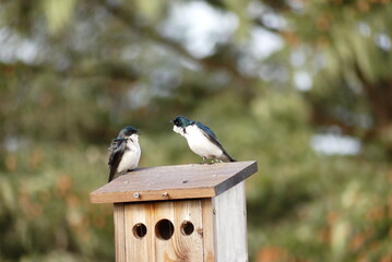 Tree Swallows enjoy the morning in Newport, Oregon