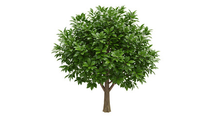 Fototapeta premium Isolated evergreen tree with bright green leaves on a white background