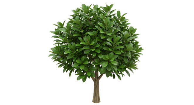 Isolated Bushy Tree with Fresh Green Leaves on White Background