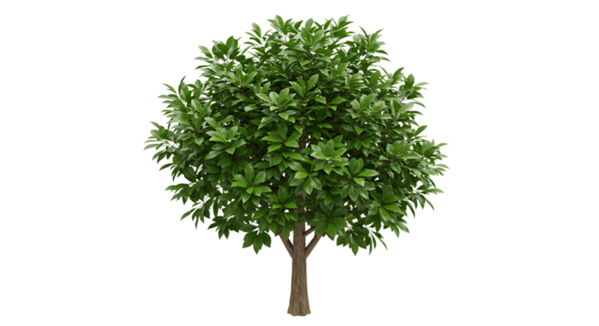 Isolated evergreen tree with bright green leaves on a white background