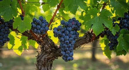 A close-up of ripe, dark blue grapes on a vine among lush green leaves, encapsulating vineyard life and the beauty of nature’s bounty, perfect for themes of farming and healthy living.