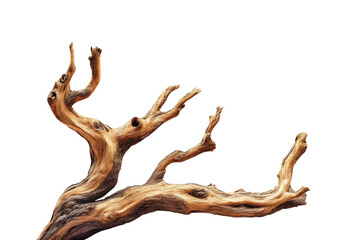 Artistic driftwood branch display nature isolated on transparent background, png