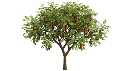 Isolated Tamarind Tree with Green Leaves and Pods Against White Background