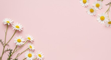 A vibrant display of daisies with white petals and yellow centers against a soft pink background adds freshness and warmth, perfect for spring themes and cheerful aesthetics.