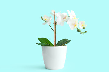 Artificial orchid flower on blue background