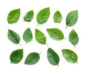 Fototapeta premium Green leaves collection nature isolated on transparent background, png