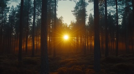 Obraz premium Beautiful sunrise shining through the towering trees of the forest