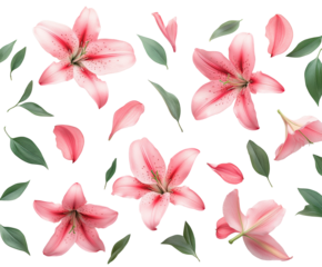 Blooming pink lilies with leaves setup floral isolated on transparent background, png