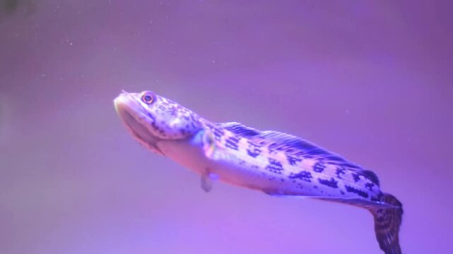 Snakehead fish. Channa pulchra is a species of snakehead fish in the family Channidae native to Myanmar.