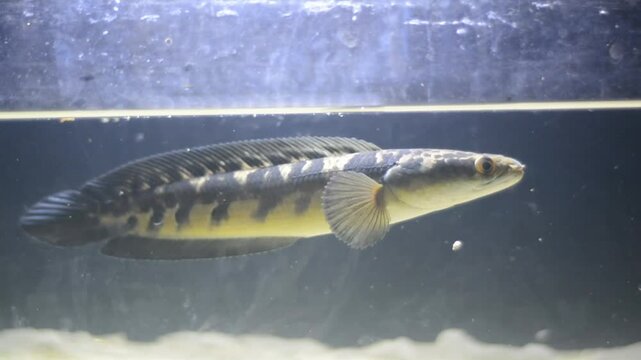 Snakehead fish. Channa pulchra is a species of snakehead fish in the family Channidae native to Myanmar.