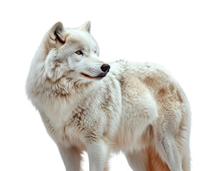 Obraz premium Wild arctic wolf portrait in snowy habitat nature scene isolated on transparent background, png