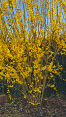 Single blooming forsythia bush with bright yellow flowers in mulched garden bed against dark green...
