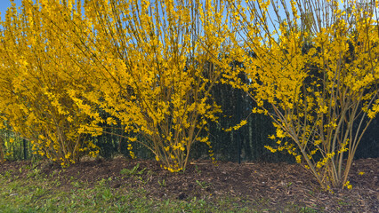 Row of blooming forsythia bushes with vivid yellow flowers in mulched garden bed against dark...