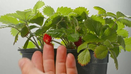 Closeup of childs hands gently touching ripe homegrown strawberries in flower pot. Organic gardening concept for parenting blogs healthy eating and sustainable lifestyle content.