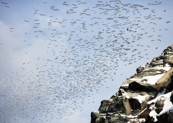common murre birds flying around the cliffs of Hornoya island in Norway