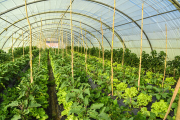 Greenhouse farms in state of Jijel, Algeria, growing vegetables cultivation in Africa, agriculture...