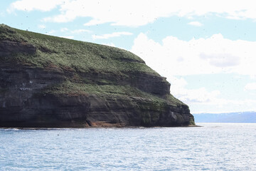 Flock of puffins flying over green rocky cliff in Iceland