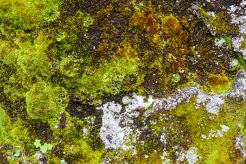Vibrant moss and lichen growing on a rock in Iceland