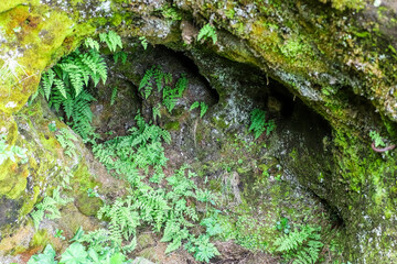 Lush ferns growing inside small cave in Iceland covered with moss