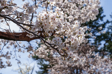 Close-up photo of white cherry blossoms in full bloom in spring from March to April