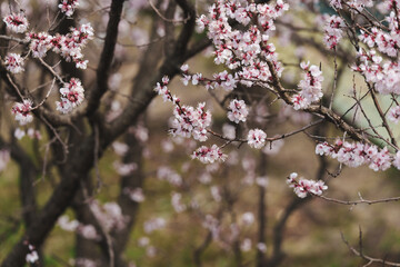 Close-up photo of white cherry blossoms in full bloom in spring from March to April