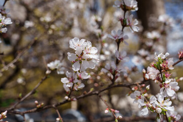 Close-up photo of white cherry blossoms in full bloom in spring from March to April
