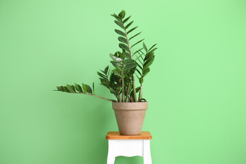 Houseplant on table near green wall