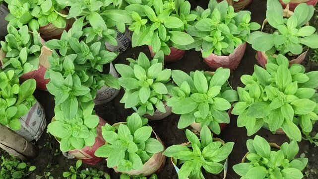 Aromatic Pennyroyal plant with small green leaves and herbal fragrance.
