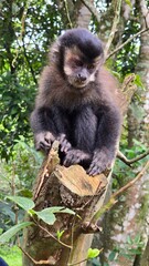 Macaco sentado em cima de um tronco de &aacute;rvore