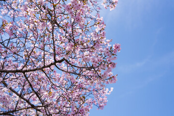Close-up photo of blue sky and pink cherry blossoms in full bloom in spring from March to April