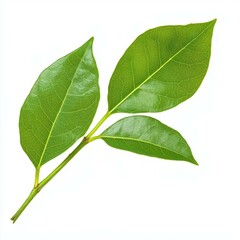 Naklejka premium A vibrant green leaf branch stands out against a pure white background, showcasing natures beauty in simplicity.