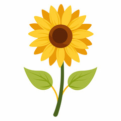 Single sunflower isolated on a white background with bright yellow petals and green leaves