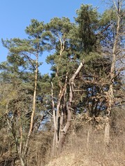 Fototapeta premium tall fir trees, tall trees. Beautiful coniferous forest. Forest area