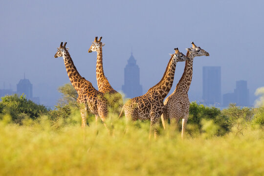 Fototapeta Giraffes and skyscrapers of Nairobi, Nairobi National Park, Kenya