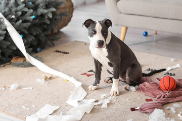 Naughty Staffordshire Terrier with mess at home on Christmas eve
